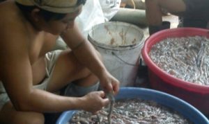 BI KỊCH NGƯỜI VIỆT TỰ ĐẦU ĐỘC NHAU