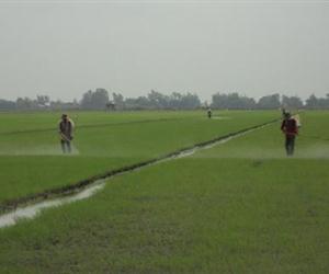 RUỘNG LÚA PHUN THUỐC NHƯ MƯA