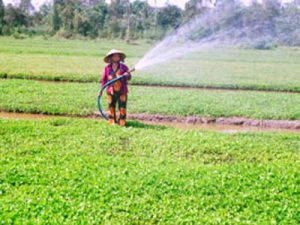 TÁC HẠI CỦA THUỐC HÓA CHẤT, BẢO VỆ THỰC VẬT ĐỐI VỚI SỨC KHỎE