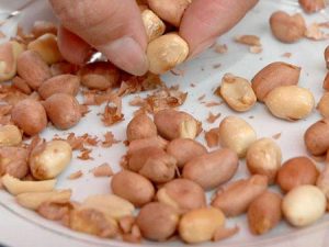 Như vậy, lạc mốc dù được chế biến ở nhiệt độ cao, ăn vào vẫn có thể gây nguy hiểm