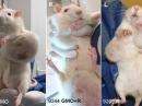 Nghiên cứu của giáo sư Seralini: Chuột bị u bướu to như quả bóng bàn, sau một thời gian ăn ngô biến đổi gene.