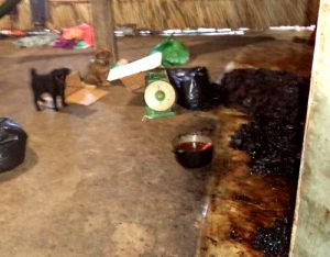 chế biến khô bò từ phổi lợn siêu bẩn