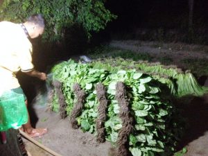 KHÔNG DÁM ĂN RAU DO MÌNH TRỒNG