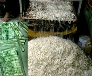 Giá đỗ được ủ hóa chất Trung Quốc (ảnh minh họa)