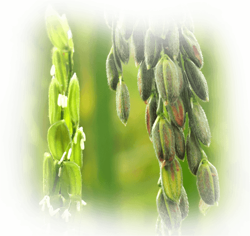 VIỄN PHÚ GREEN FARM