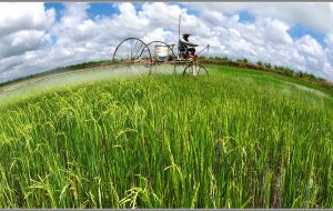 Nông trại Viễn Phú