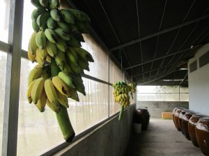 Vườn rau hữu cơ Viễn Phú